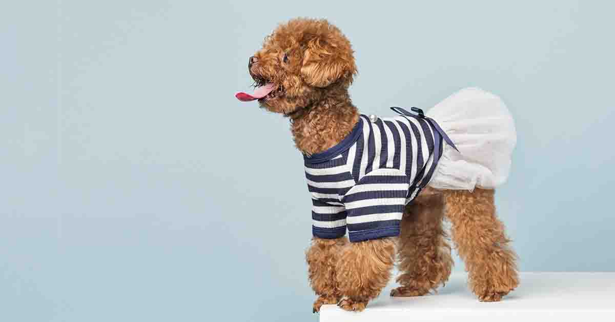Adorable little poodle with a cute striped shirt and a white skirt on blue