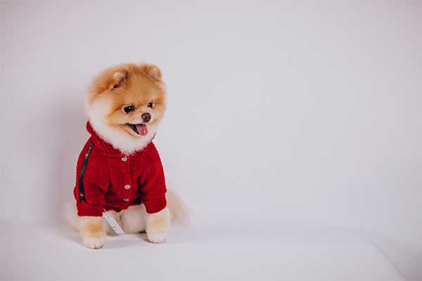 Cute little spitz wearing sweater 