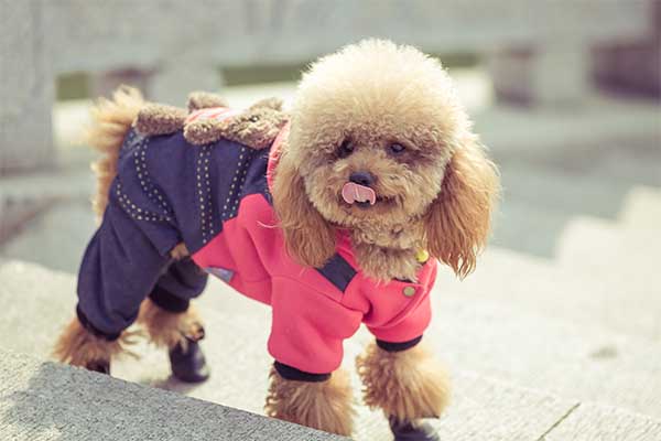Dog dressing guide 